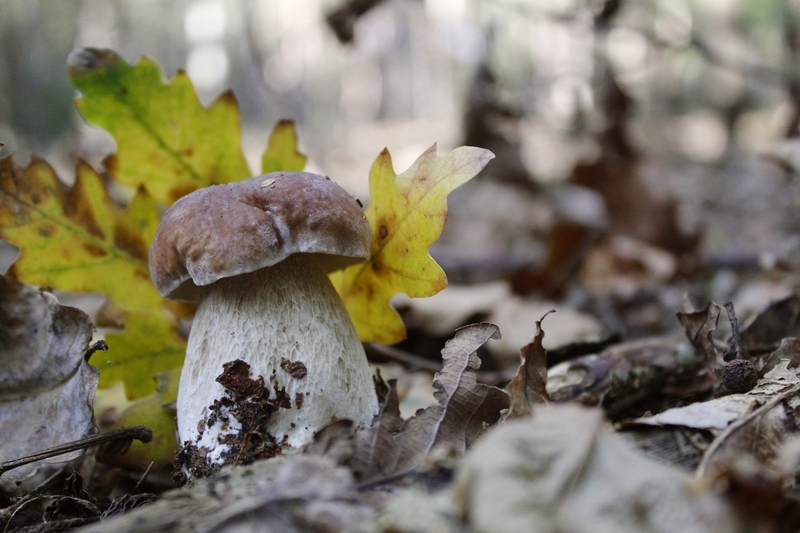 fotografia z grzybobrania