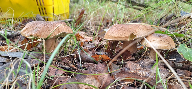 fotografia z grzybobrania