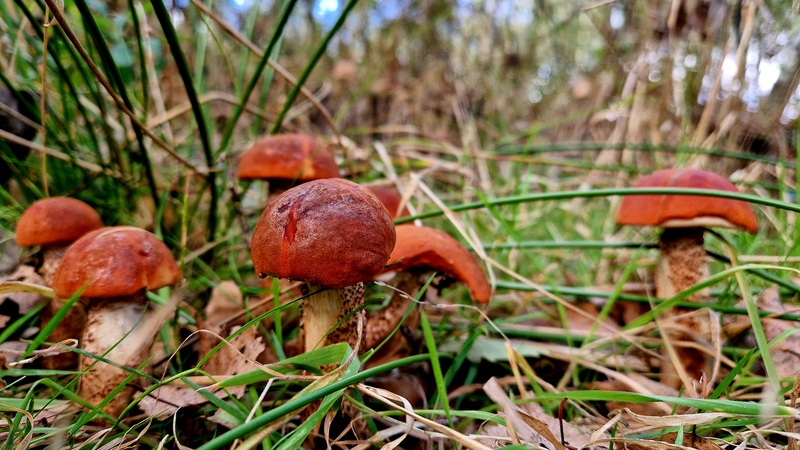 fotografia z grzybobrania