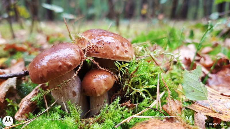 fotografia z grzybobrania