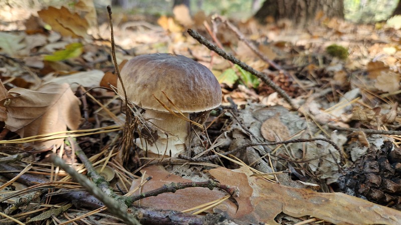 fotografia z grzybobrania