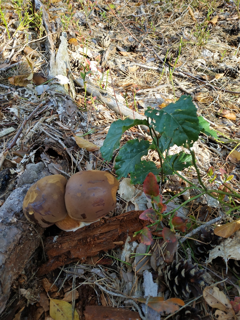 fotografia z grzybobrania