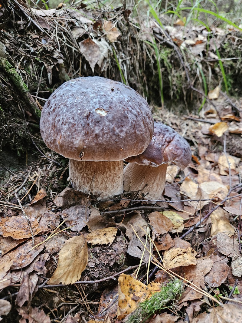 fotografia z grzybobrania