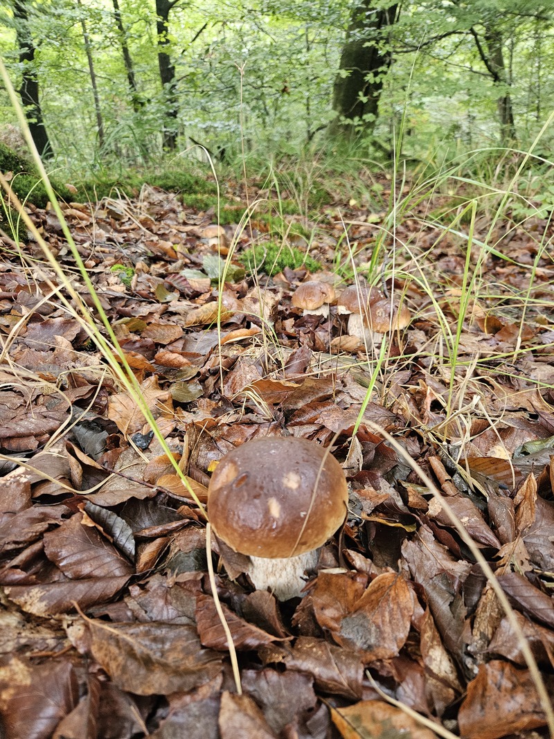 fotografia z grzybobrania