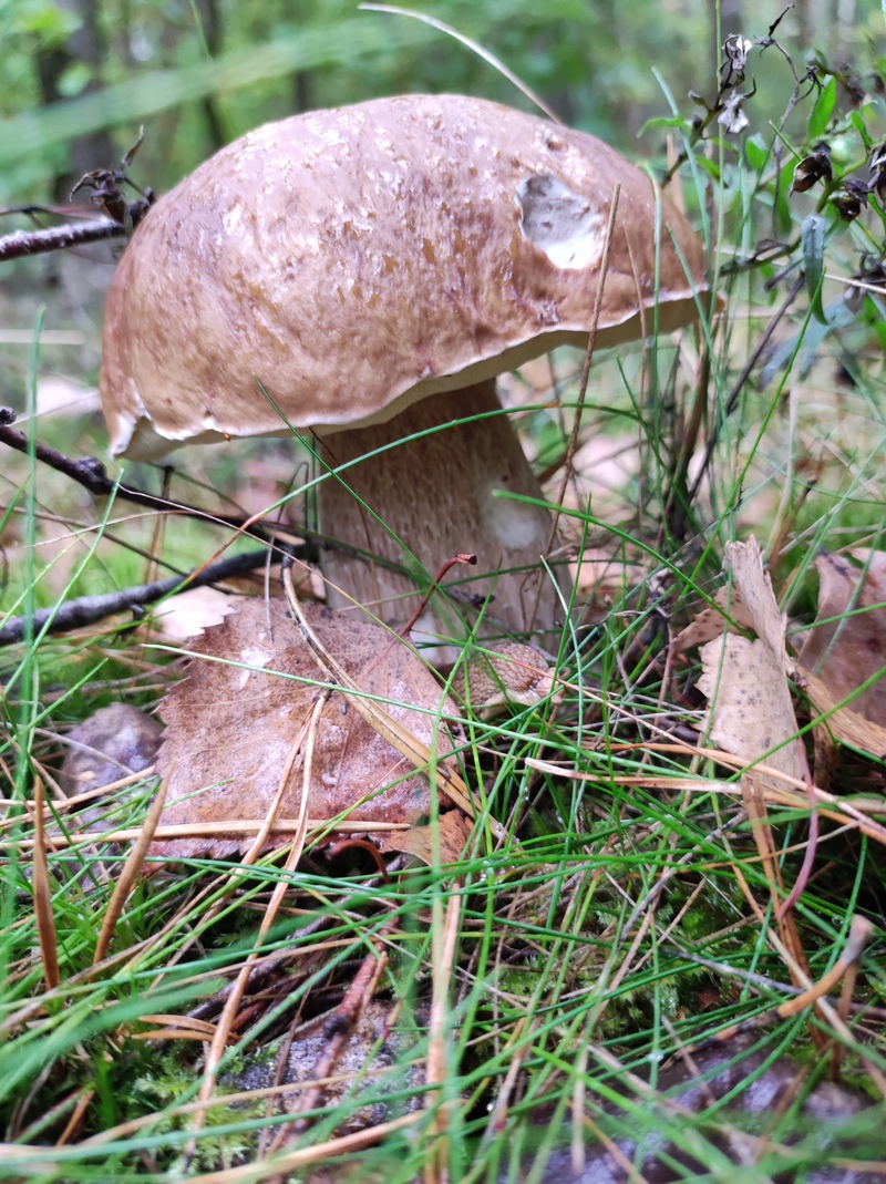 fotografia z grzybobrania