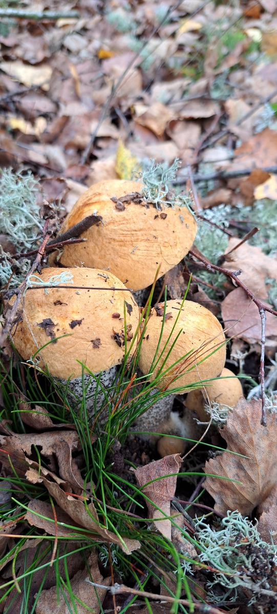 fotografia z grzybobrania