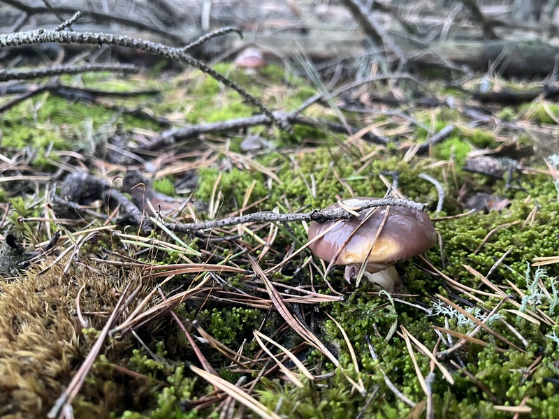 fotografia z grzybobrania