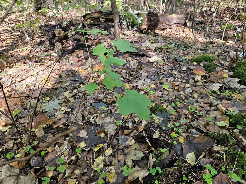 fotografia z grzybobrania