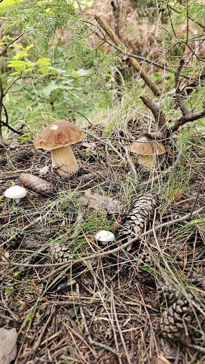 fotografia z grzybobrania