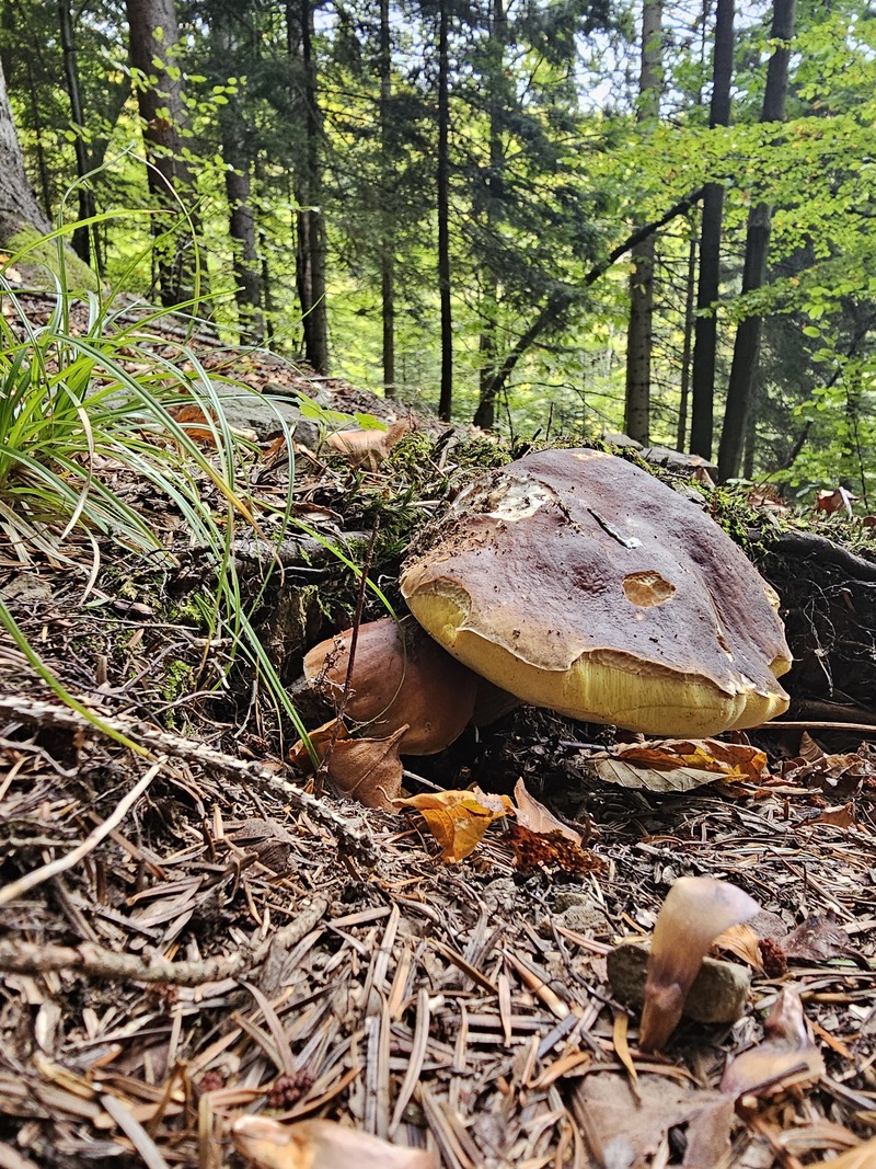 fotografia z grzybobrania