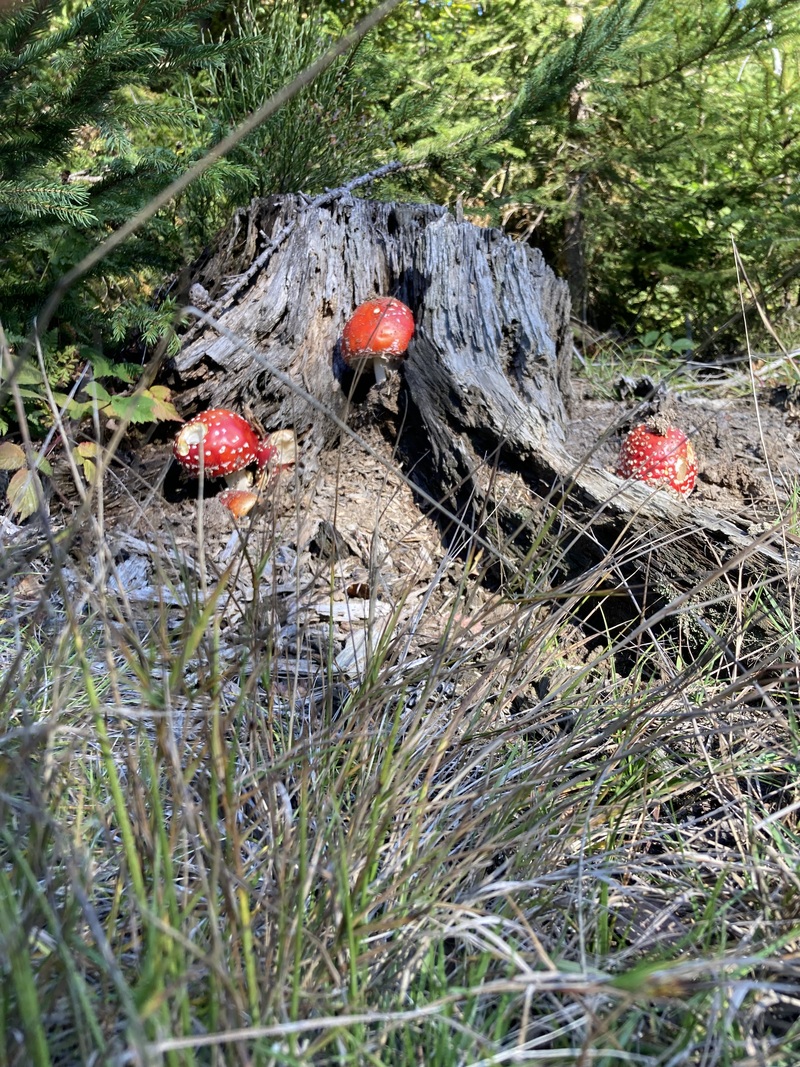 fotografia z grzybobrania