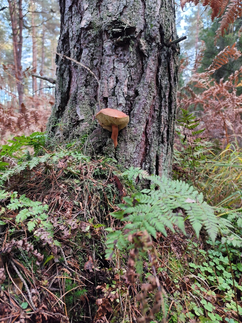 fotografia z grzybobrania