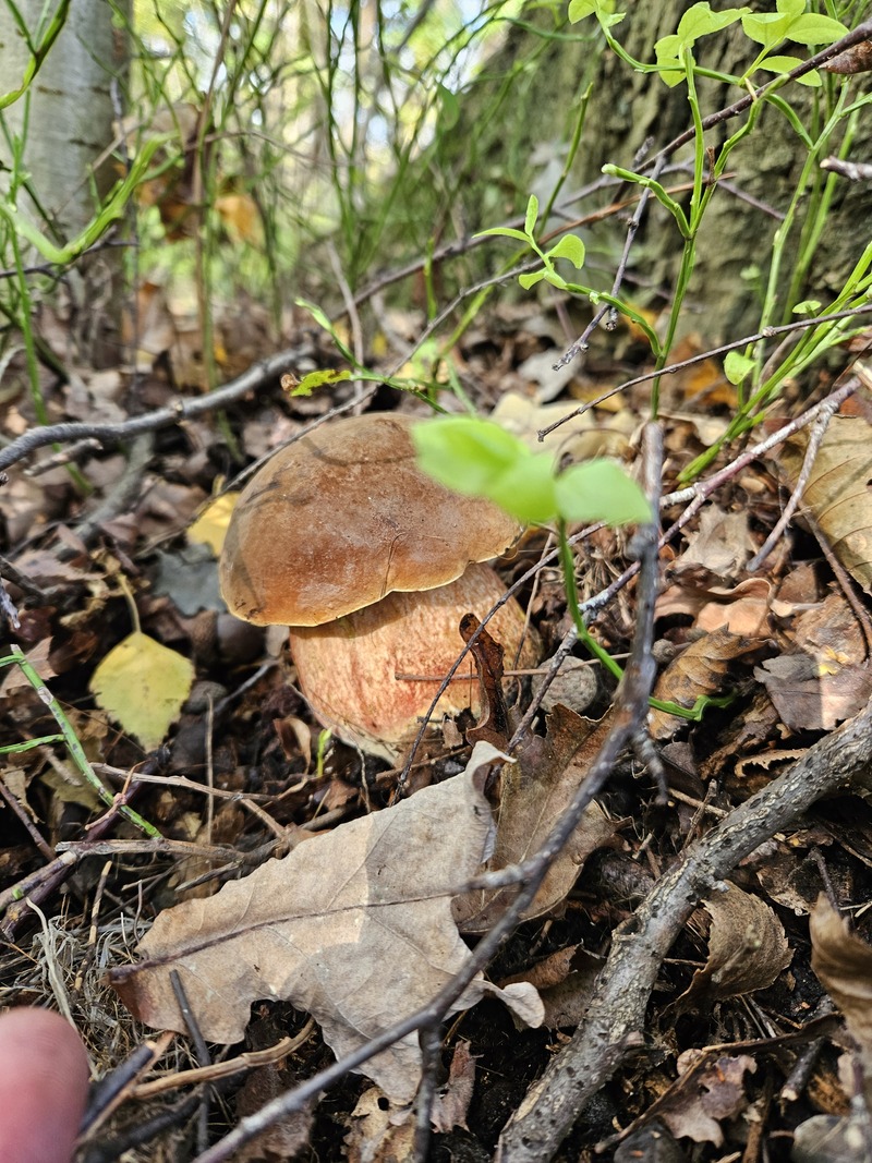 fotografia z grzybobrania