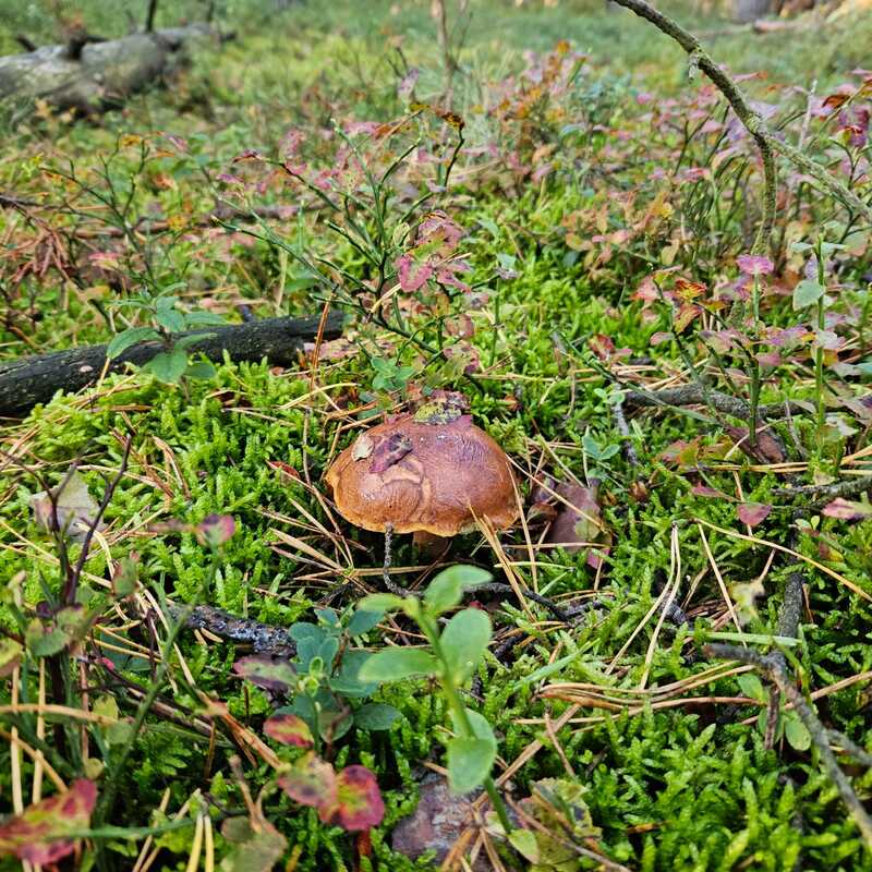 fotografia z grzybobrania