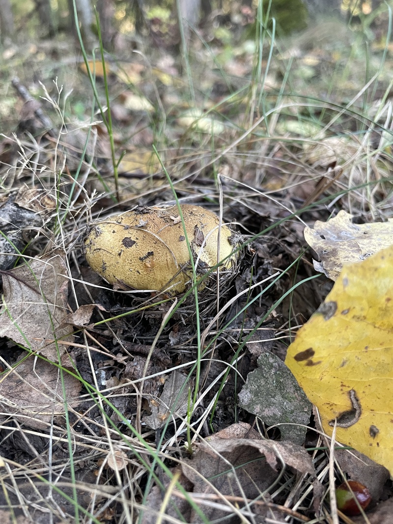 fotografia z grzybobrania