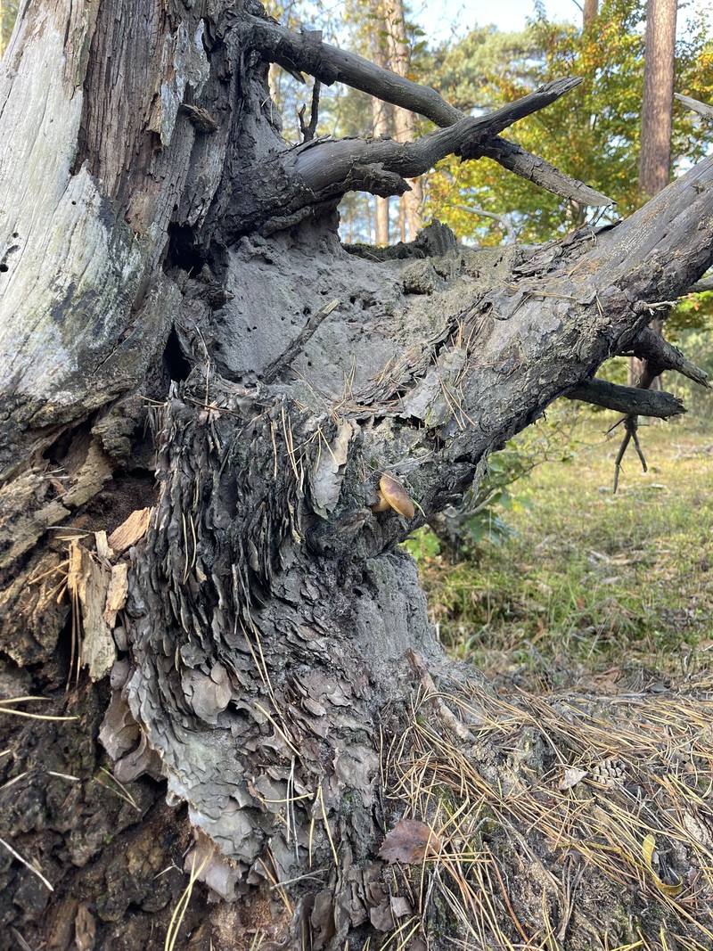 fotografia z grzybobrania