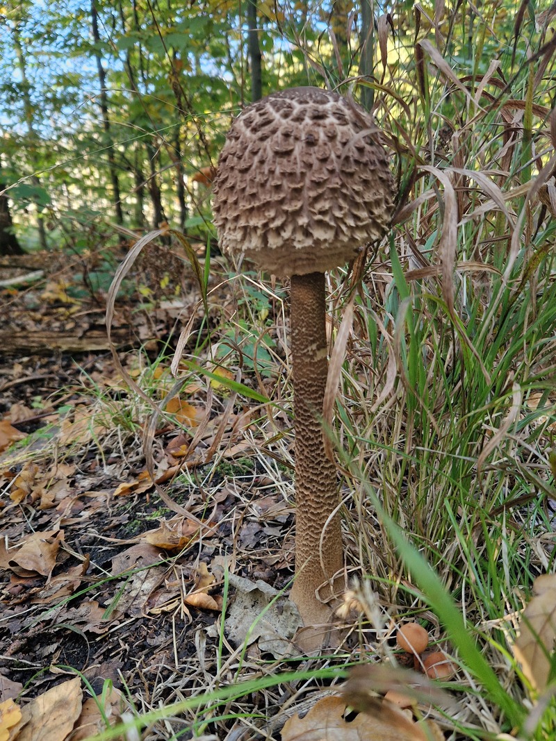 fotografia z grzybobrania