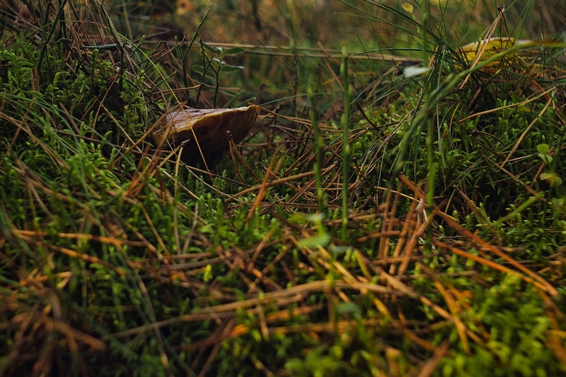 fotografia z grzybobrania