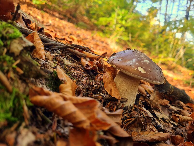 fotografia z grzybobrania