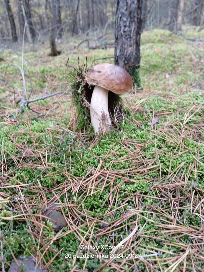 fotografia z grzybobrania