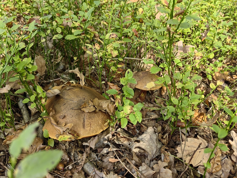 fotografia z grzybobrania