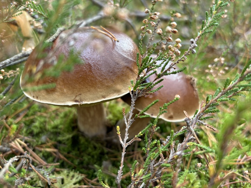 fotografia z grzybobrania