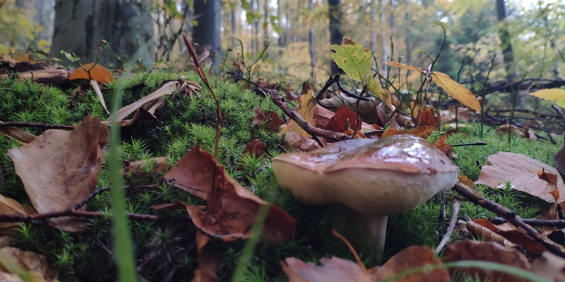 fotografia z grzybobrania