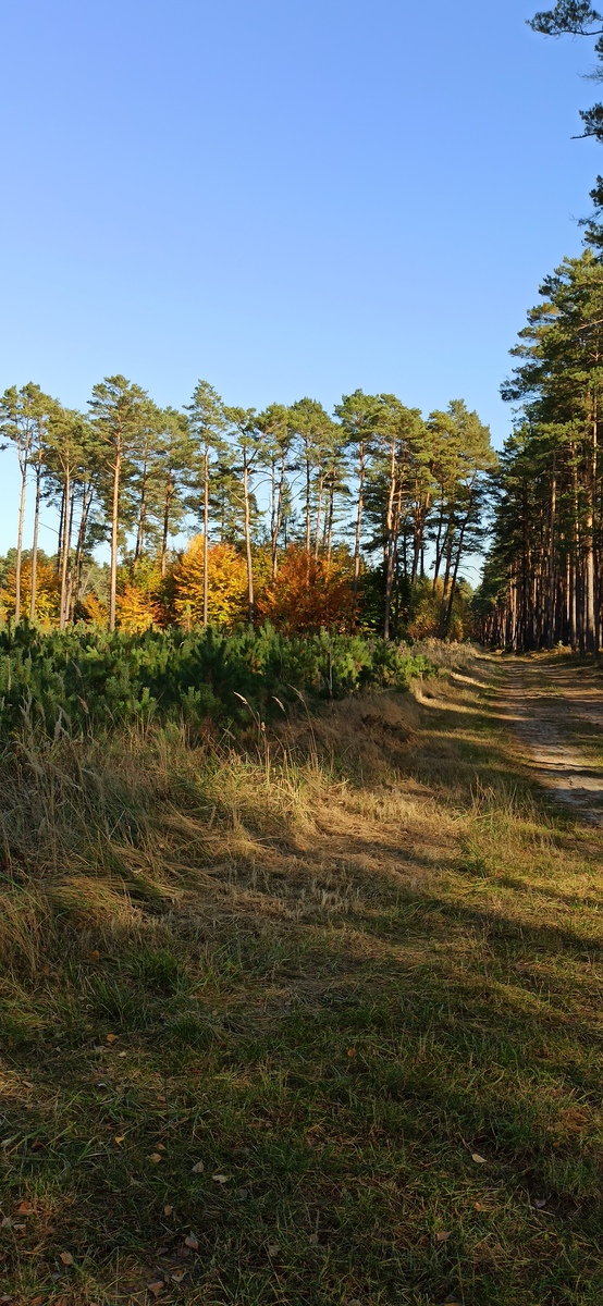 fotografia z grzybobrania