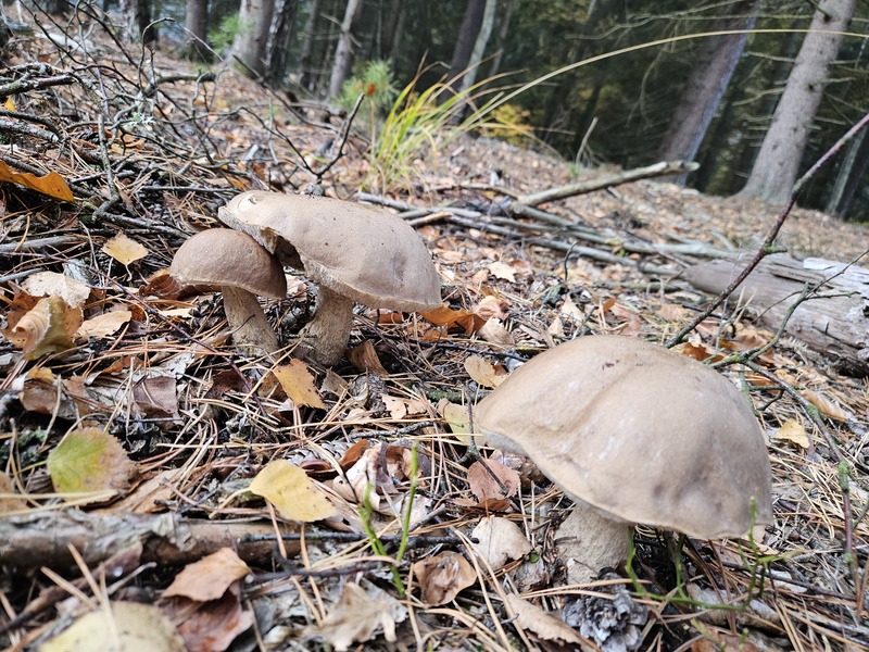 fotografia z grzybobrania