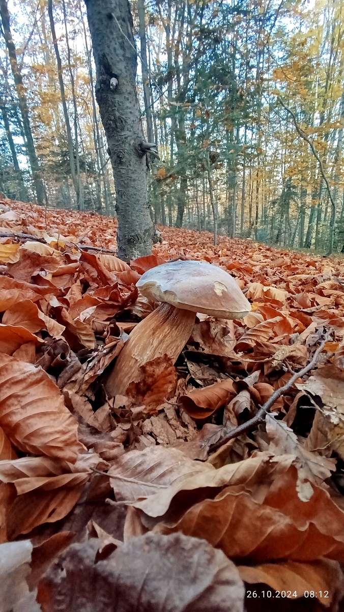 fotografia z grzybobrania