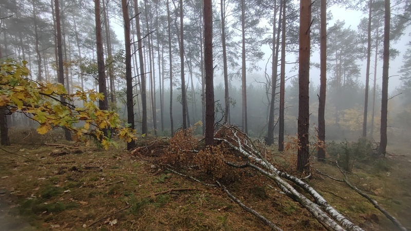 fotografia z grzybobrania