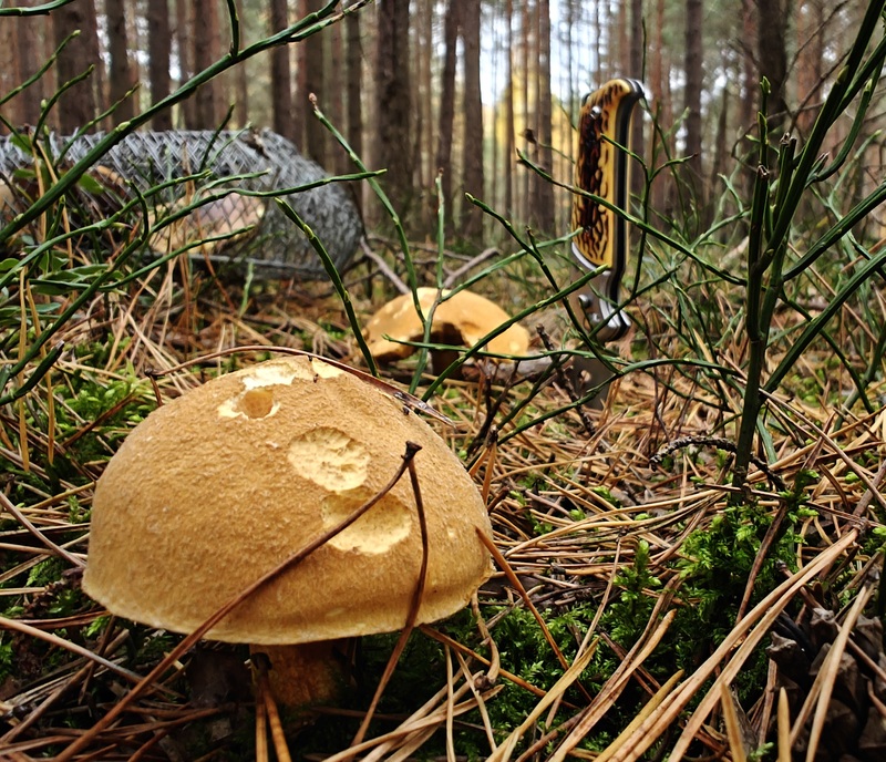 fotografia z grzybobrania