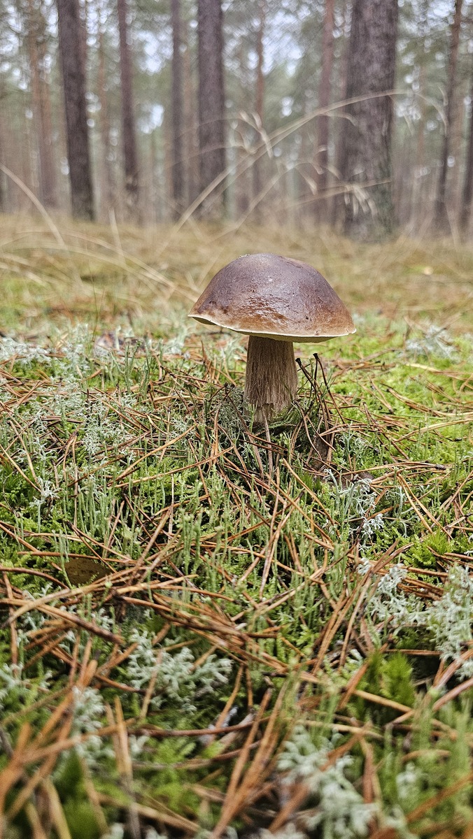 fotografia z grzybobrania