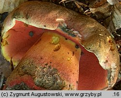 Rubroboletus rubrosanguineus (krwistoborowik Å›wierkowo-jodÅ‚owy)