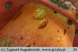Rubroboletus rubrosanguineus (krwistoborowik Å›wierkowo-jodÅ‚owy)