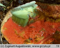 Rubroboletus rubrosanguineus (krwistoborowik świerkowo-jodłowy)