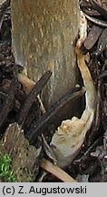 Amanita battarrae (muchomor oliwkowy)